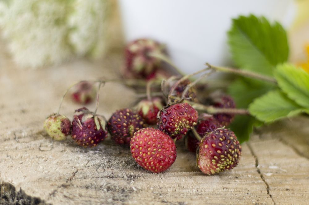 Photograph by Дарья Ващенко-Панкина