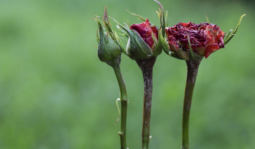 Photograph by Дарья Ващенко-Панкина