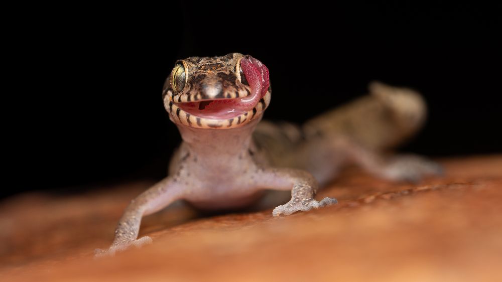 Photograph by Manoj Kumar