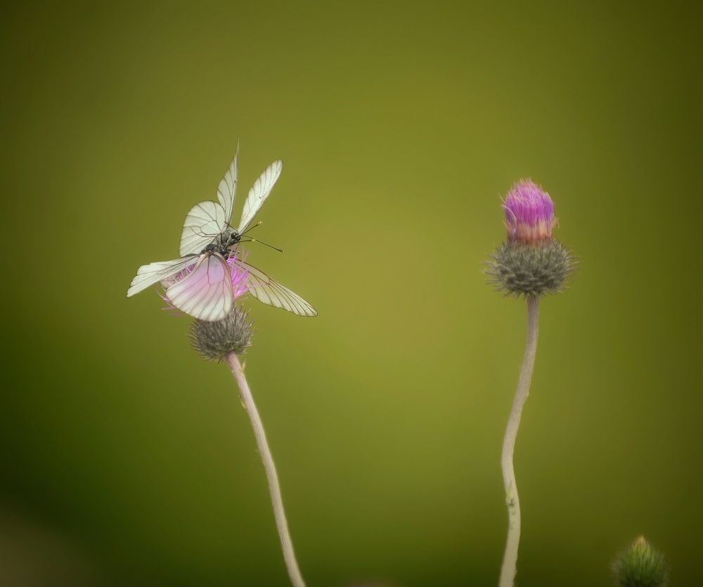 Photograph by Михаил Саидов