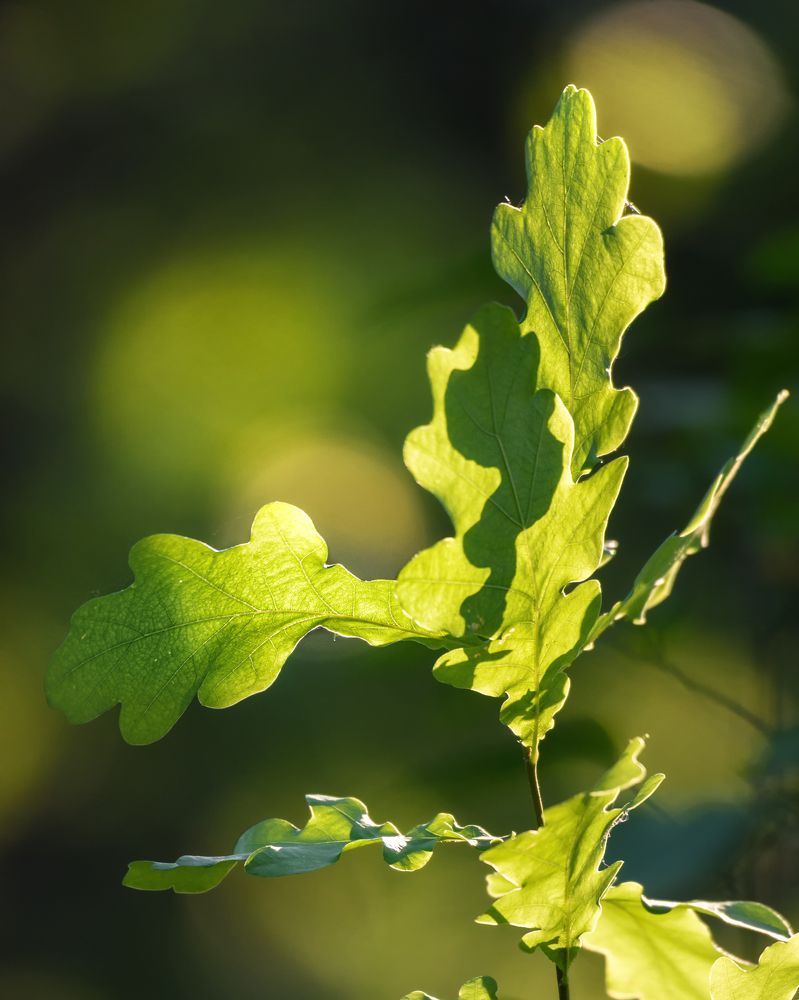 Фотография автора Владимир Зубков