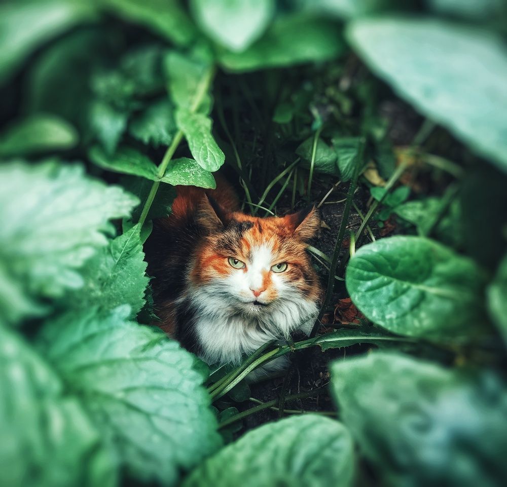 Photograph by Дайана