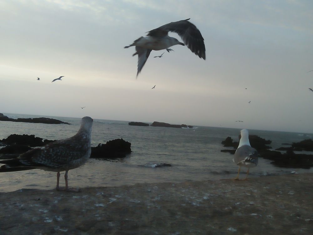 Beautiful flight of a seagull over the sea