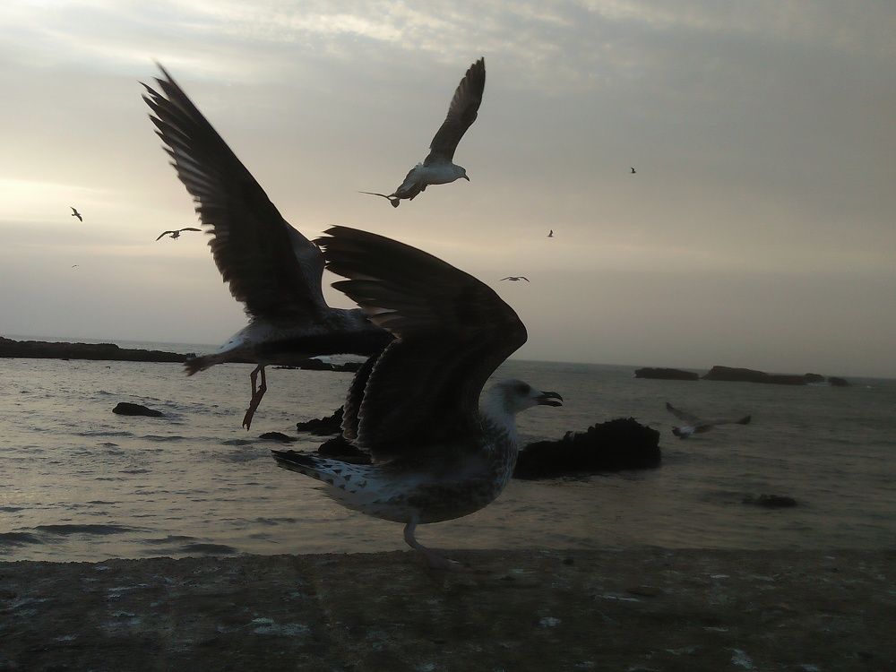 Photograph by Jellab