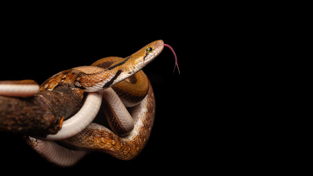 Photograph by Manoj Kumar