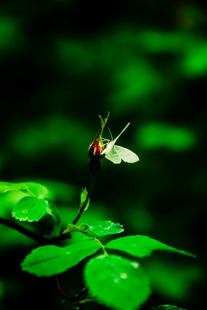 Photograph by Consuelo Sand