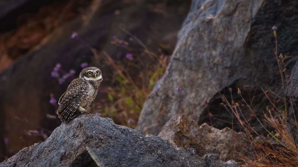 Photograph by Manoj Kumar