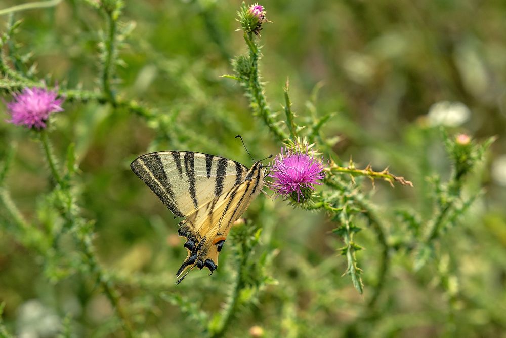 Photograph by Dragan Cerovic