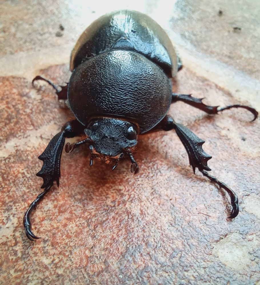 Dor Beetle