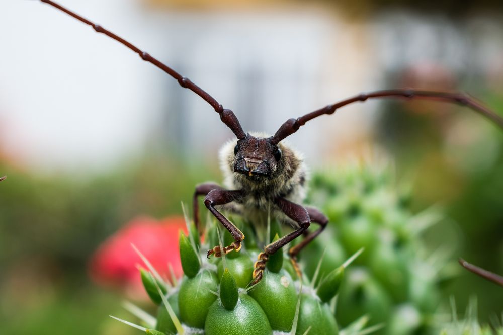 Фотография автора Jose Marcos Carvajal Tarazona