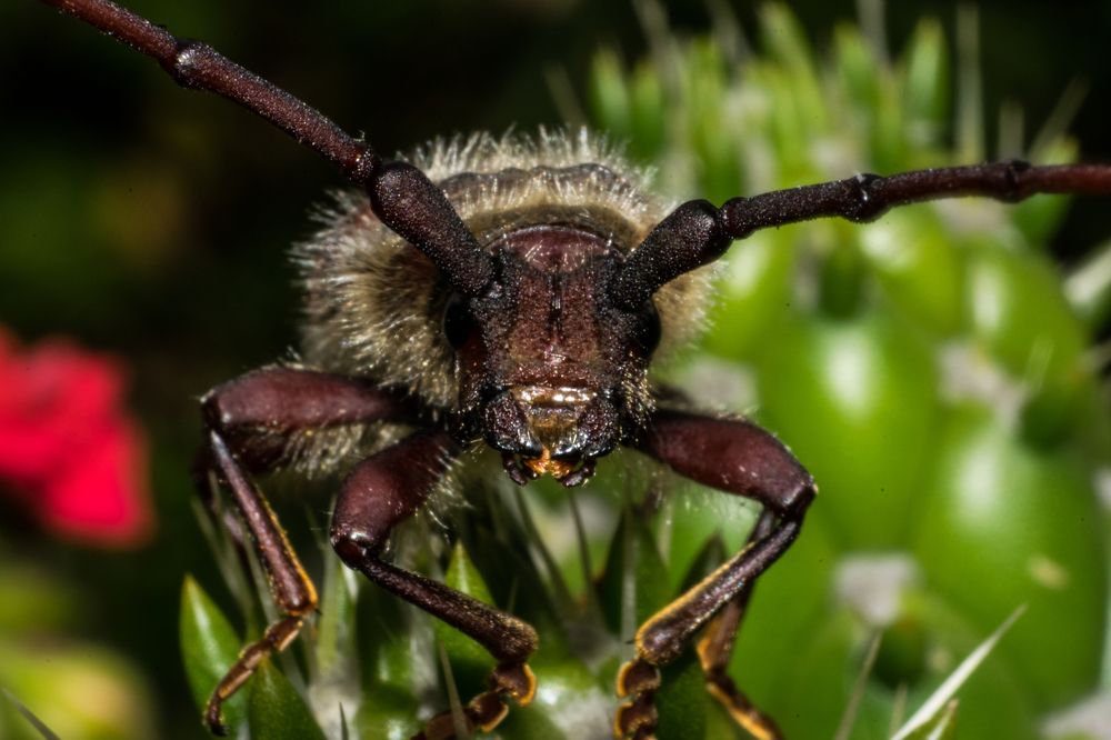 Фотография автора Jose Marcos Carvajal Tarazona