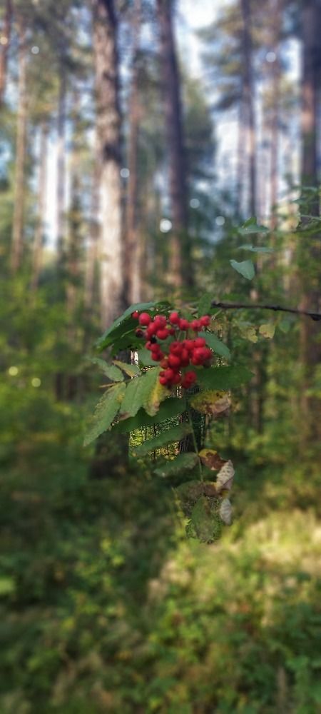 Photograph by Савина Татьяна Александровна