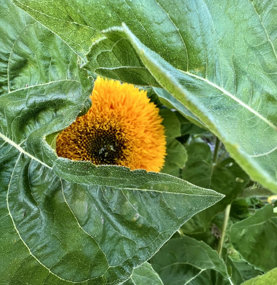 Photograph by Елена Мизина