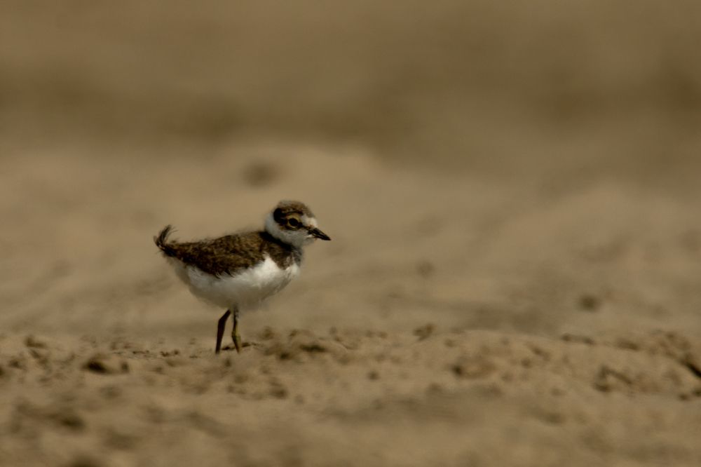 Little ringed plover