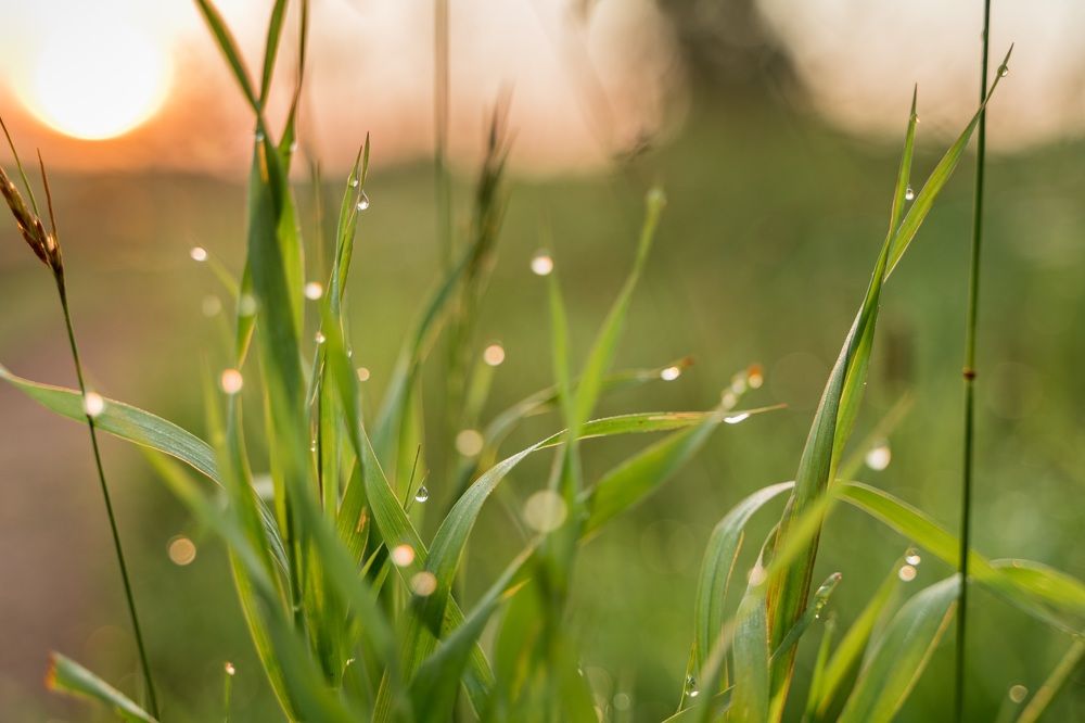 Утренняя роса