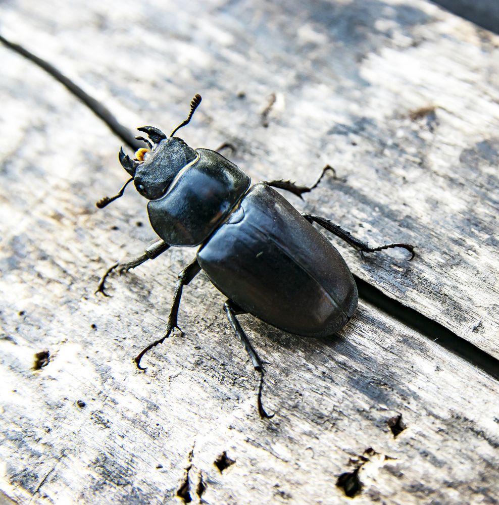 Фотография автора Павлов Дмитрий