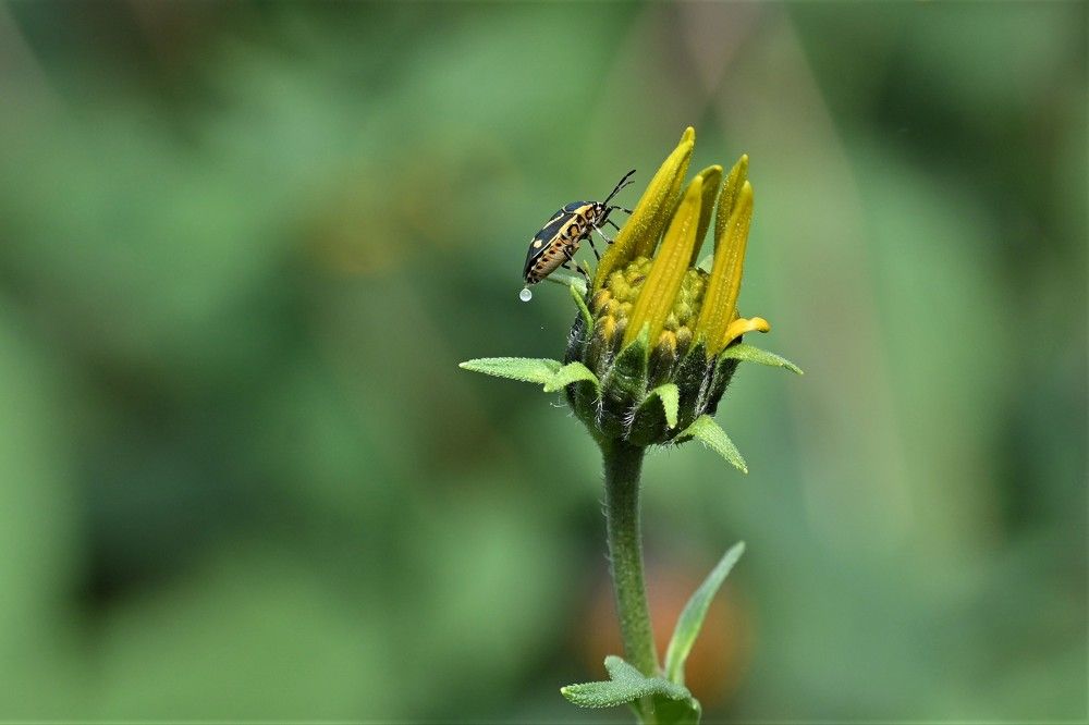 Упс... Нежданчик!