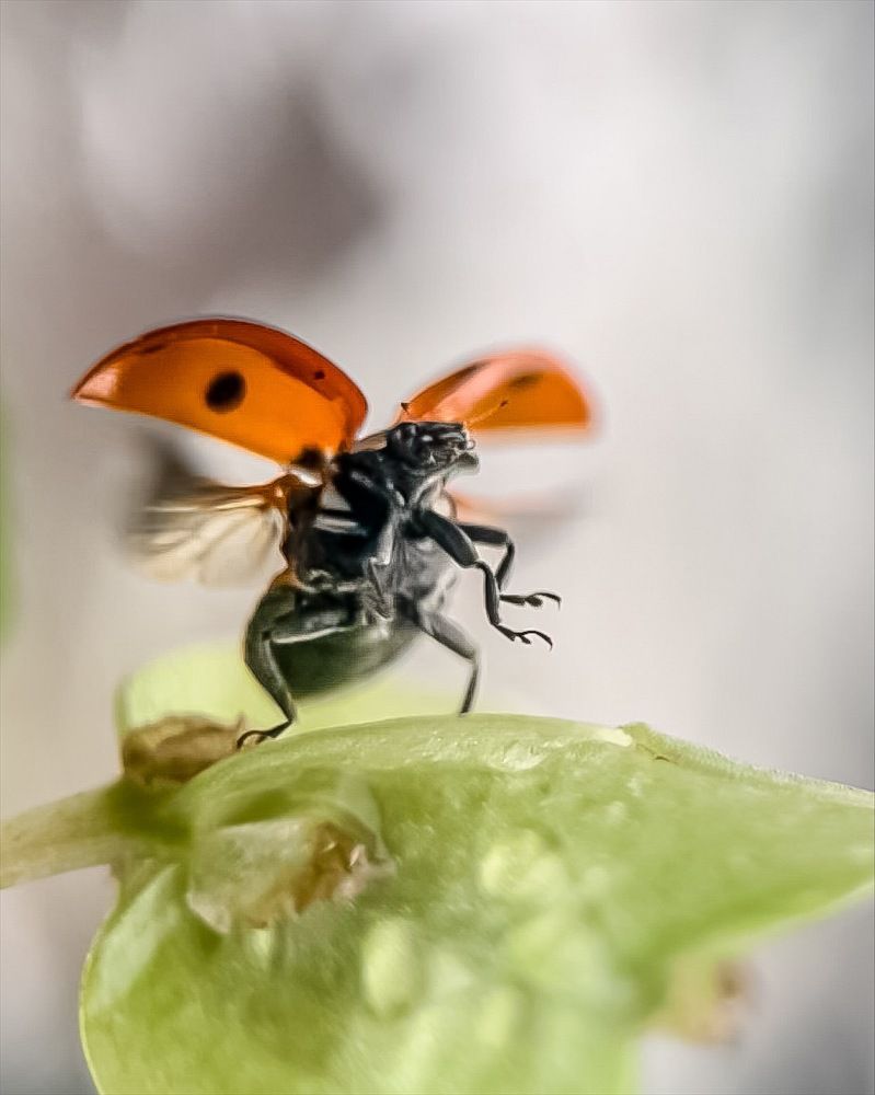 Photograph by T.Ю. Гринько