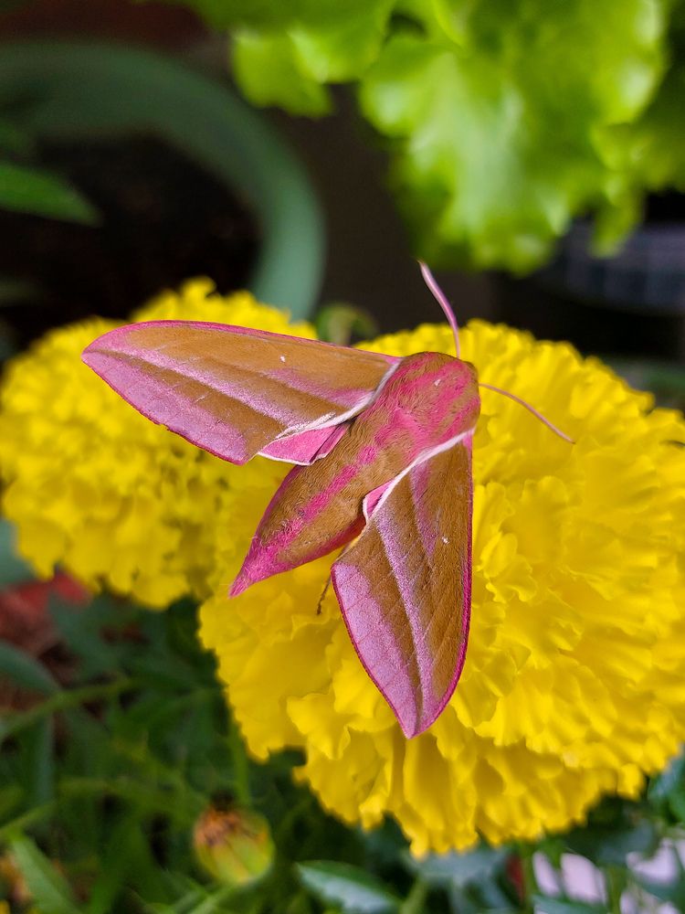 Photograph by Елена Жеребцова
