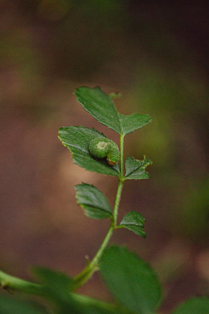 Фотография автора Nikita Gaidarenko