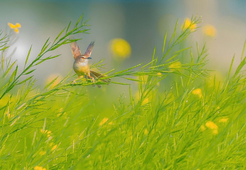 Photograph by Agasty Roy Arpita