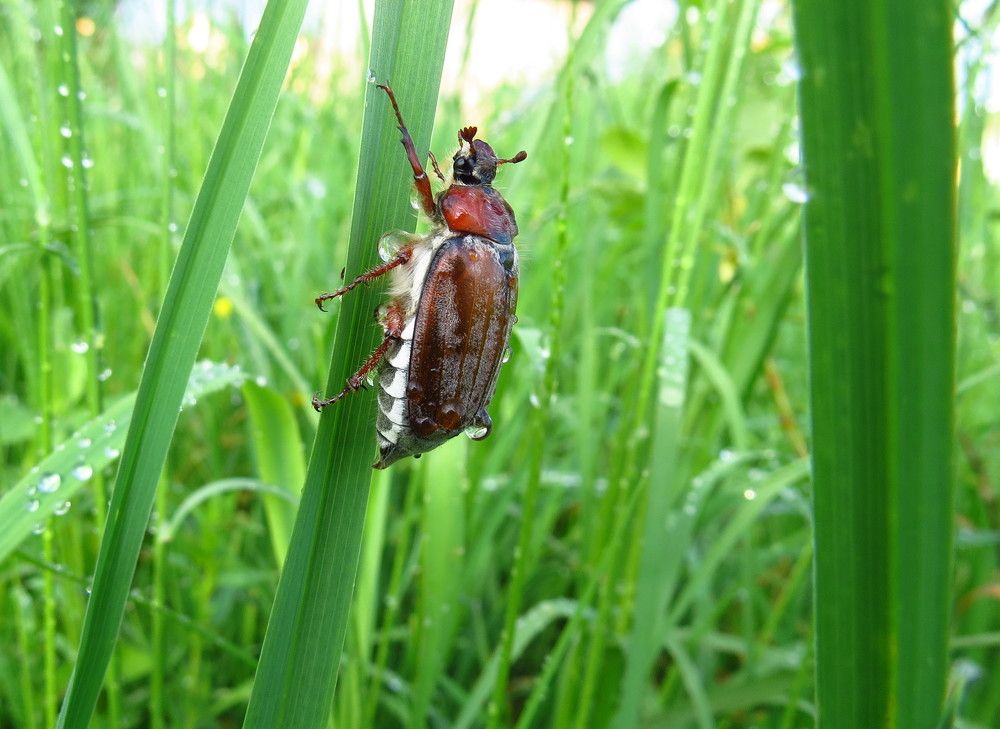 Майский  жук после дождя