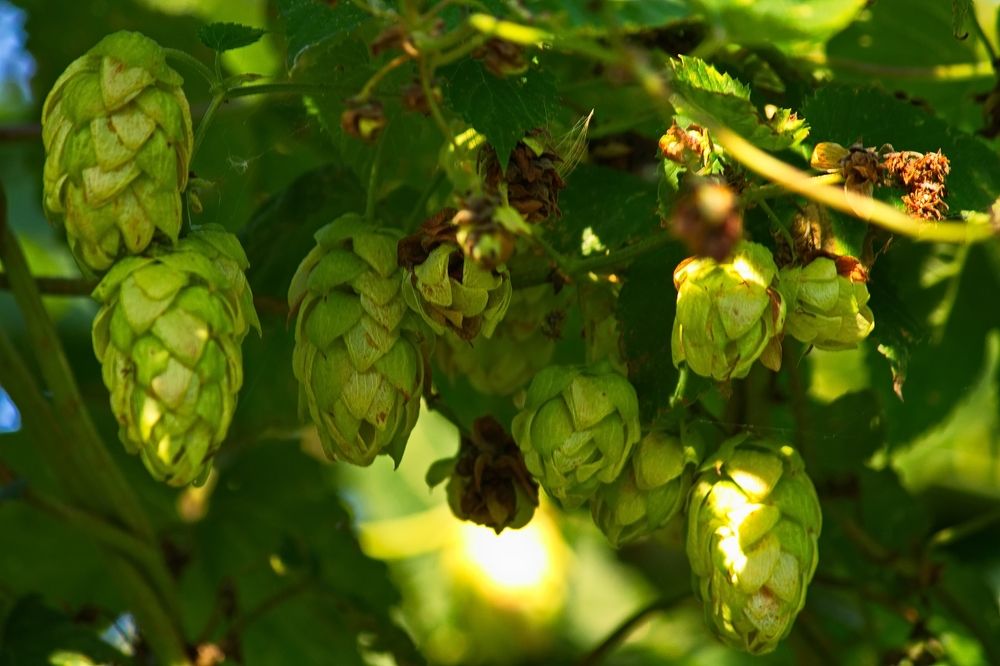 Photograph by ANTON KLYUSHIN