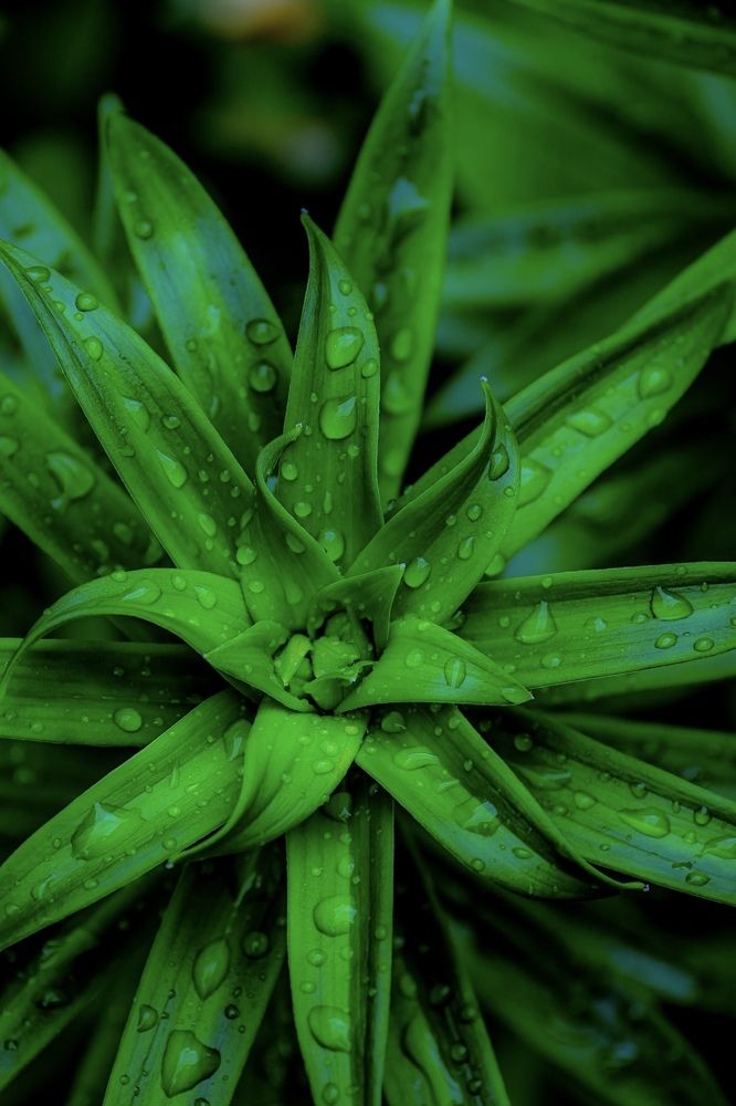 После дождя