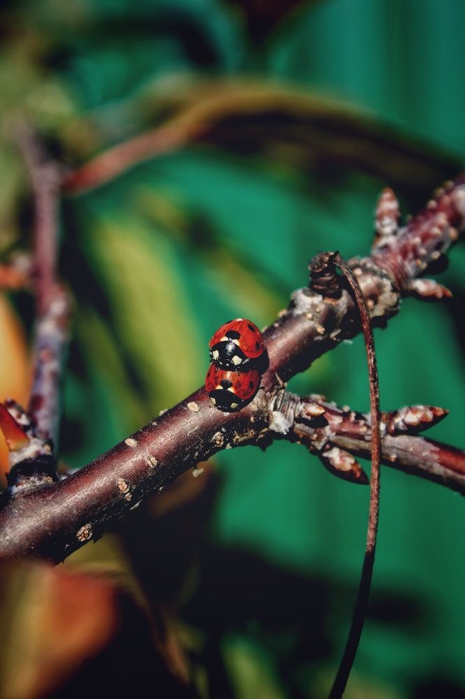Photograph by Виктория Старовойтова