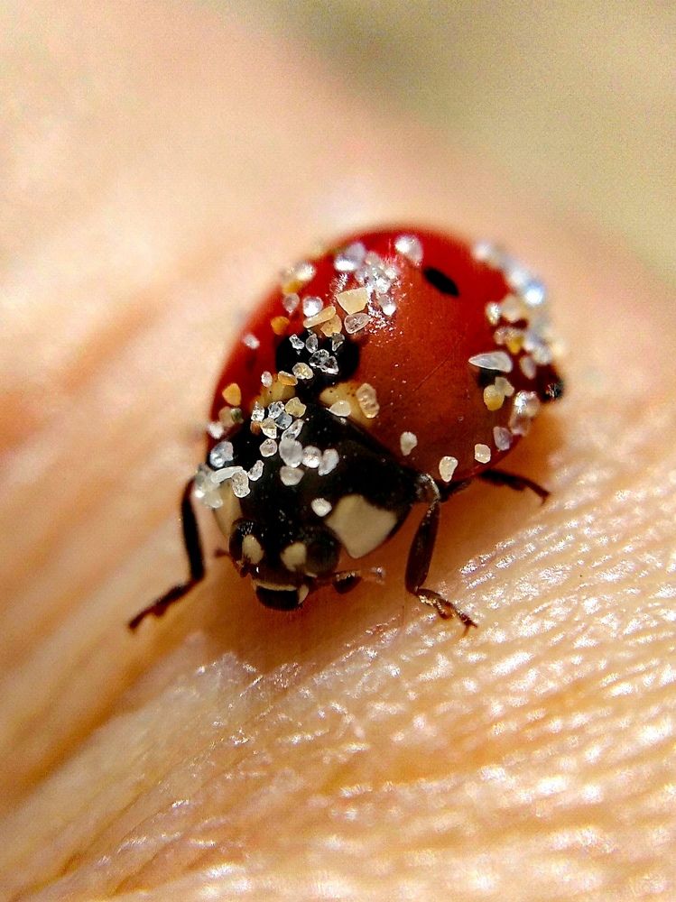 Photograph by Ольга Глущенко