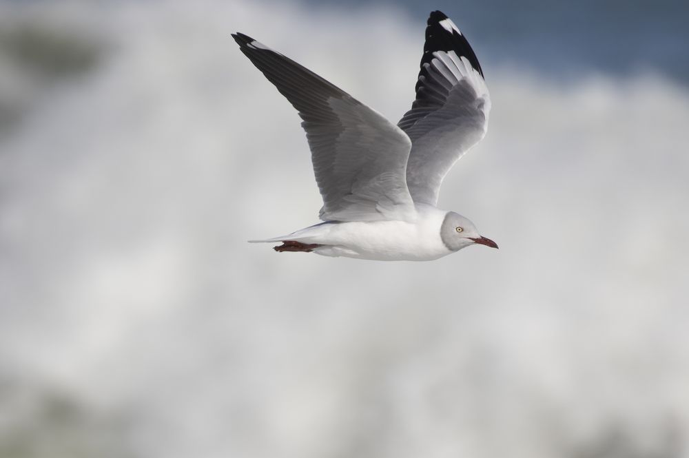 Photograph by Deon Oosthuizen