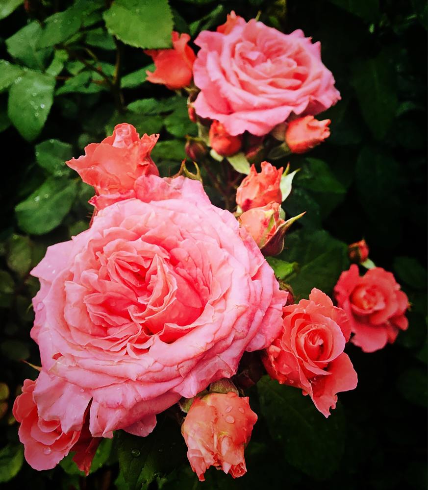 Photograph by Юлия Самсонова