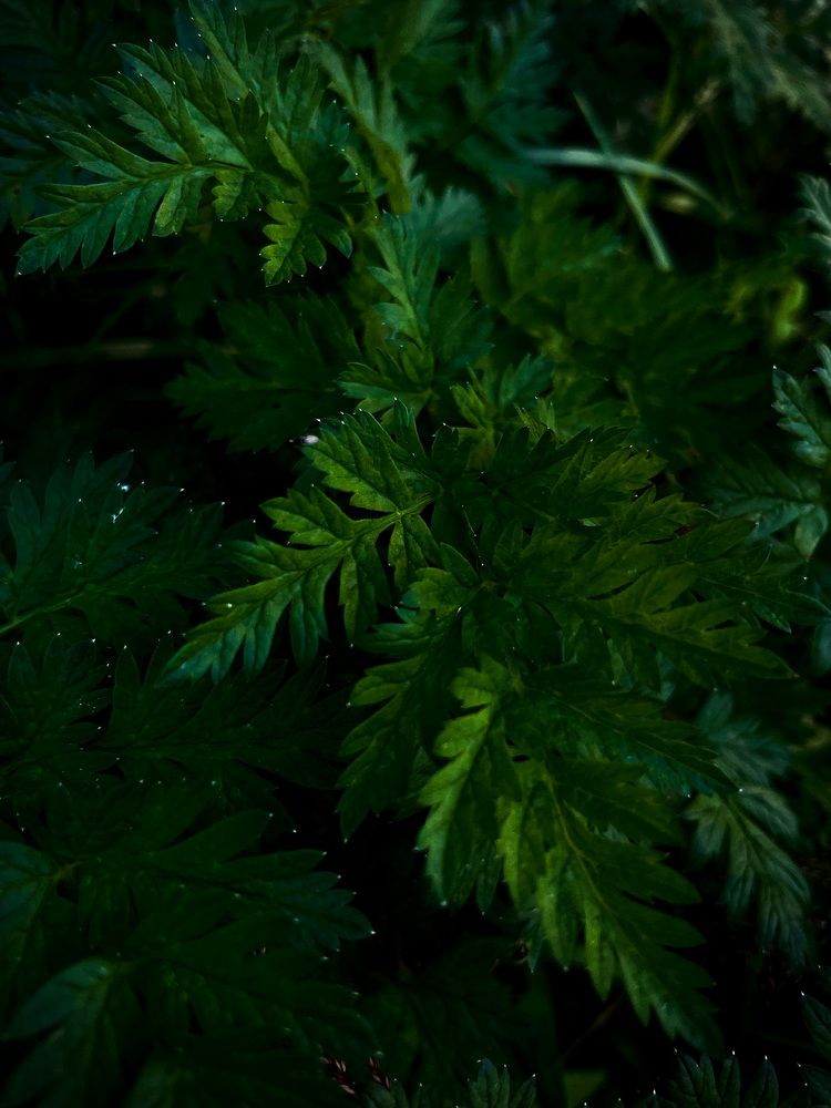 Фотография автора Ирина Мосько