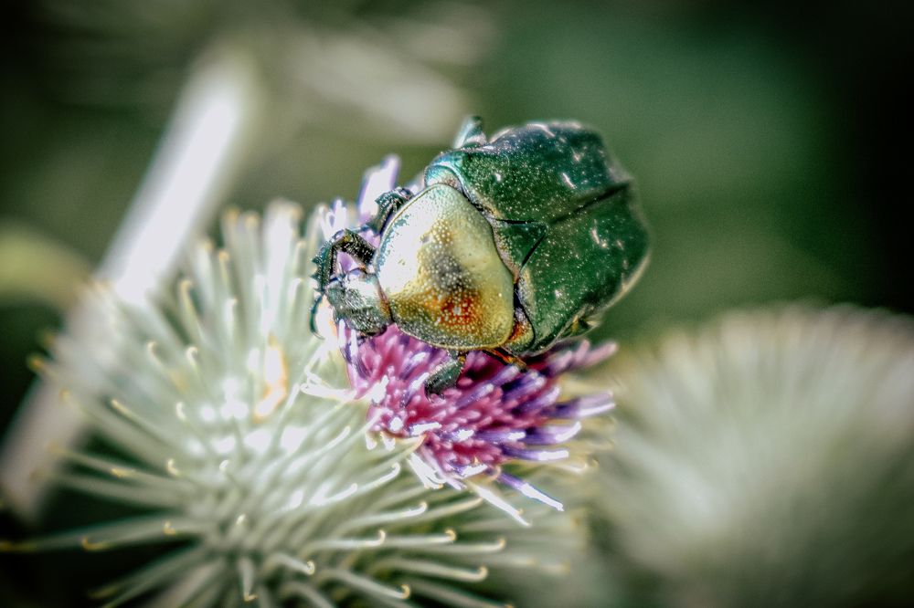 Фотография автора Ксения Вабищевич