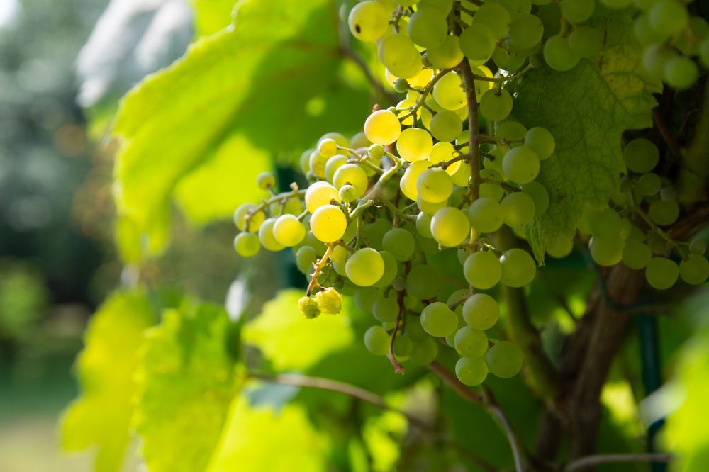 Photograph by Егор Колягин