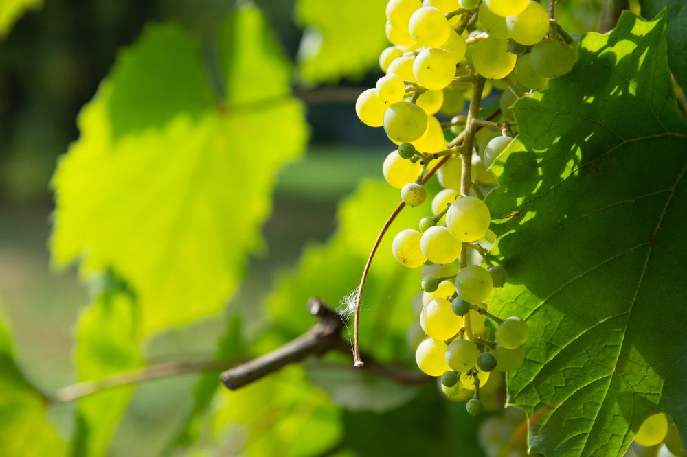 Photograph by Егор Колягин