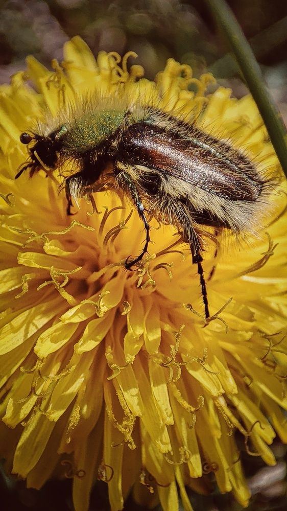 Фотография автора Анастасия Мамаева