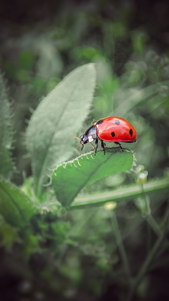 Фотография автора Анастасия Мамаева
