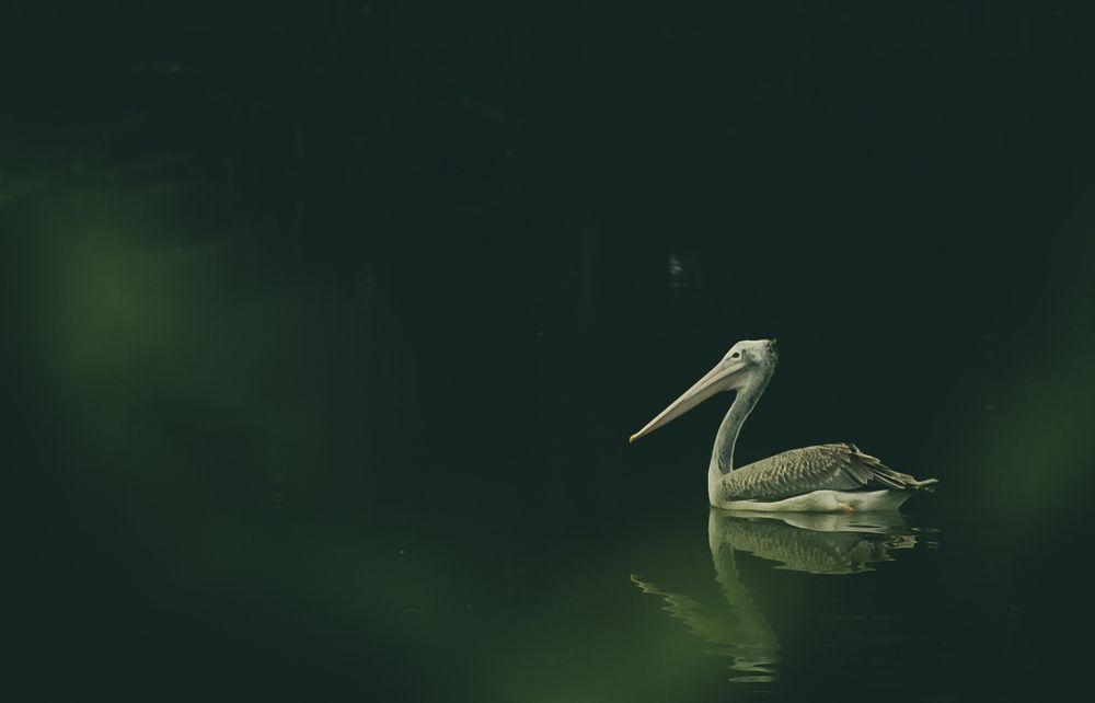 Photograph by HENRY MOSES