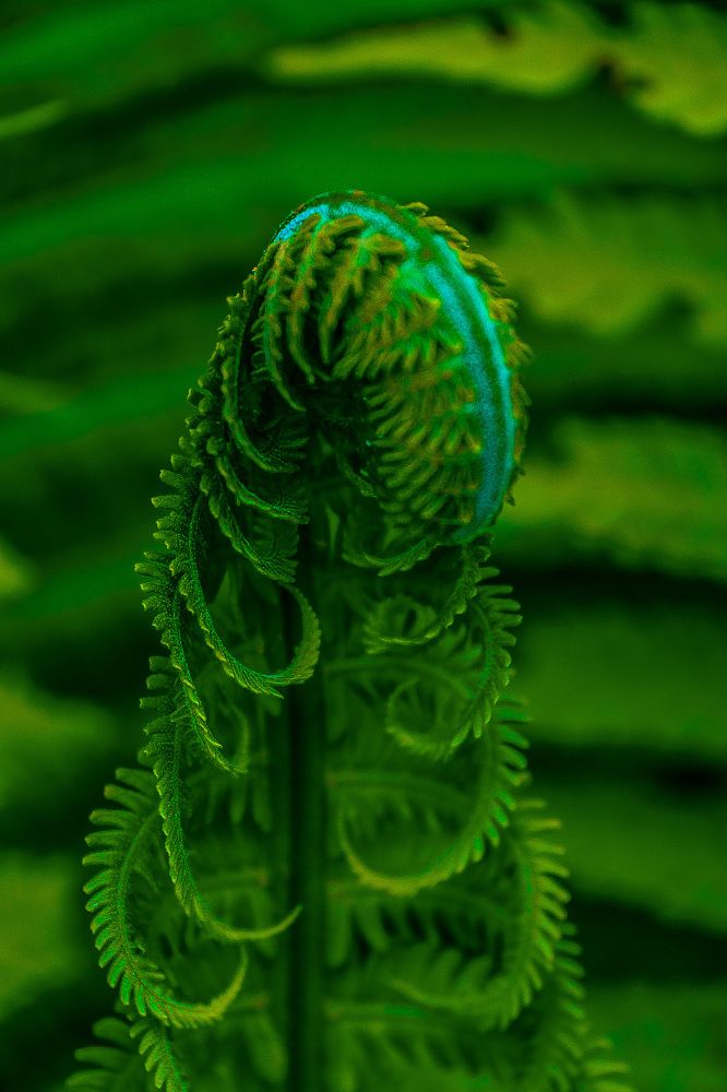 Папоротник