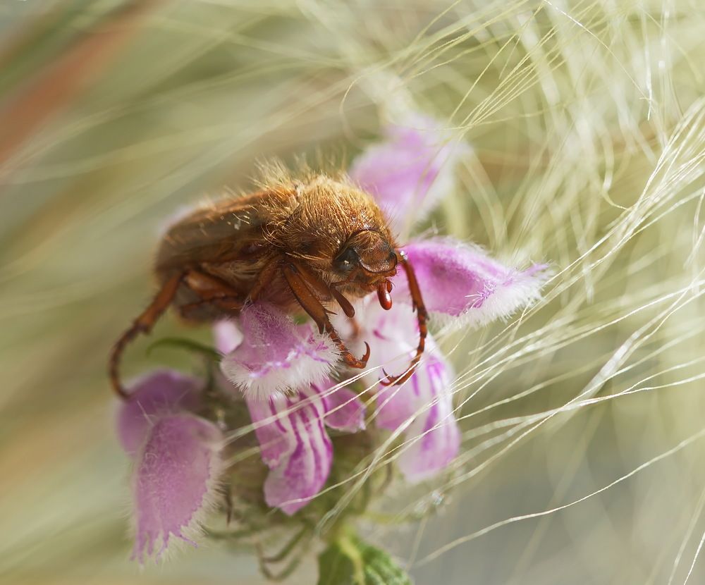 Photograph by Анатолий Васильев