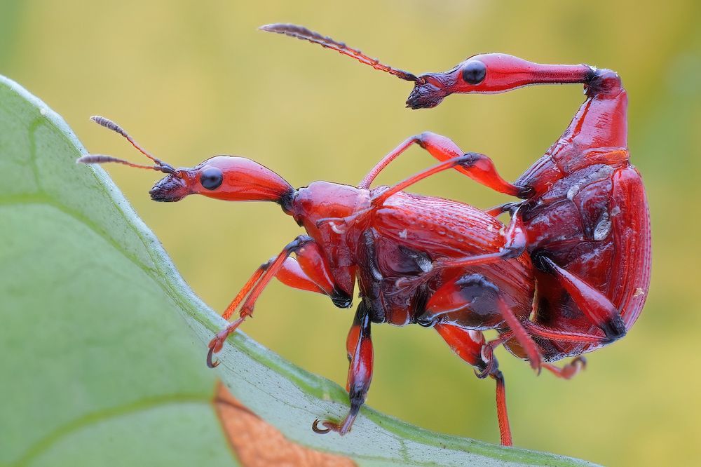 Photograph by Chen-You Li