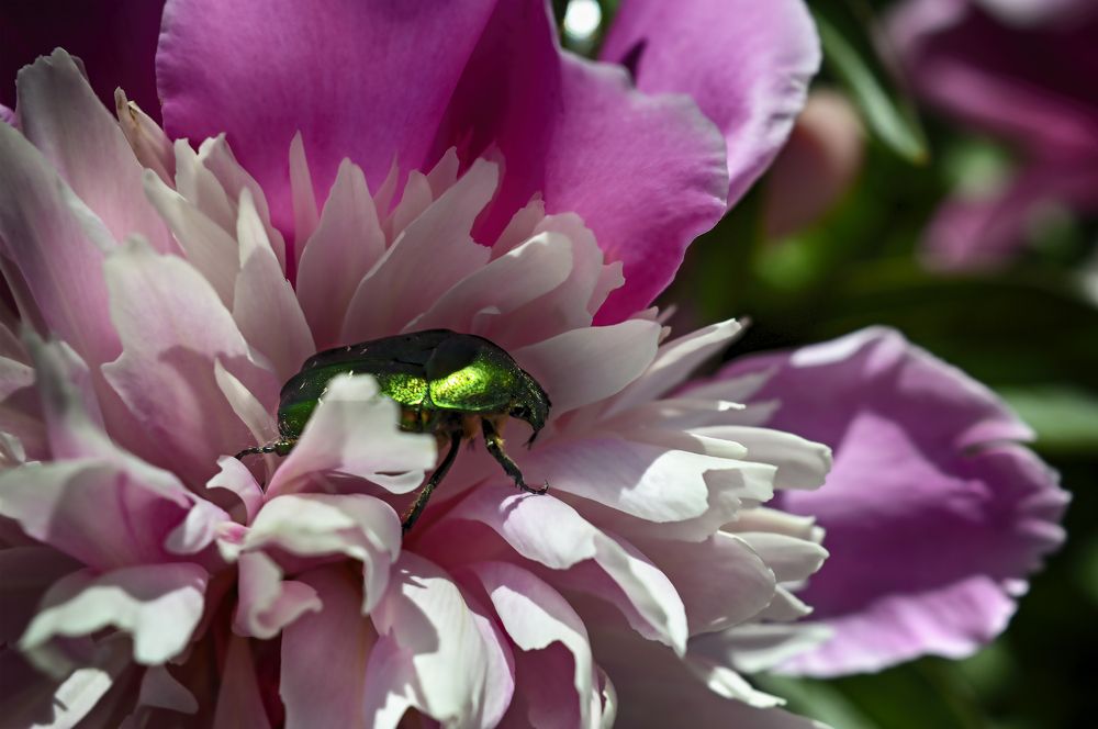 Photograph by Ирина Александрович