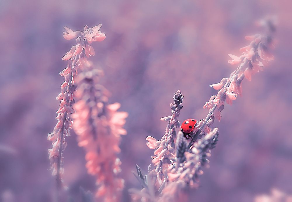 Photograph by Ирина Александрович