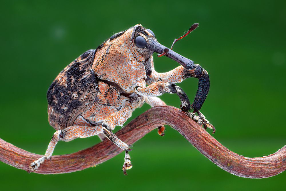 Photograph by Chen-You Li