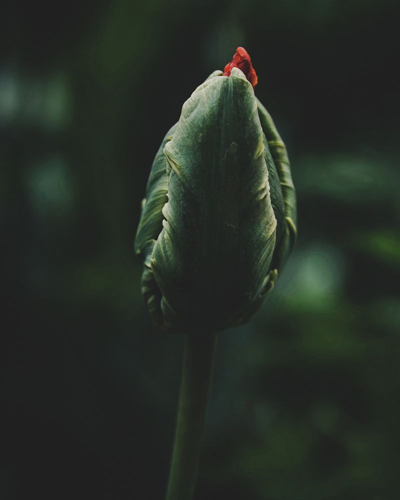 Photograph by Ольга Ларизадех