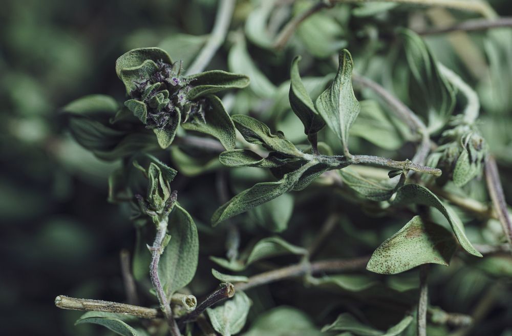 Photograph by Ольга Ларизадех