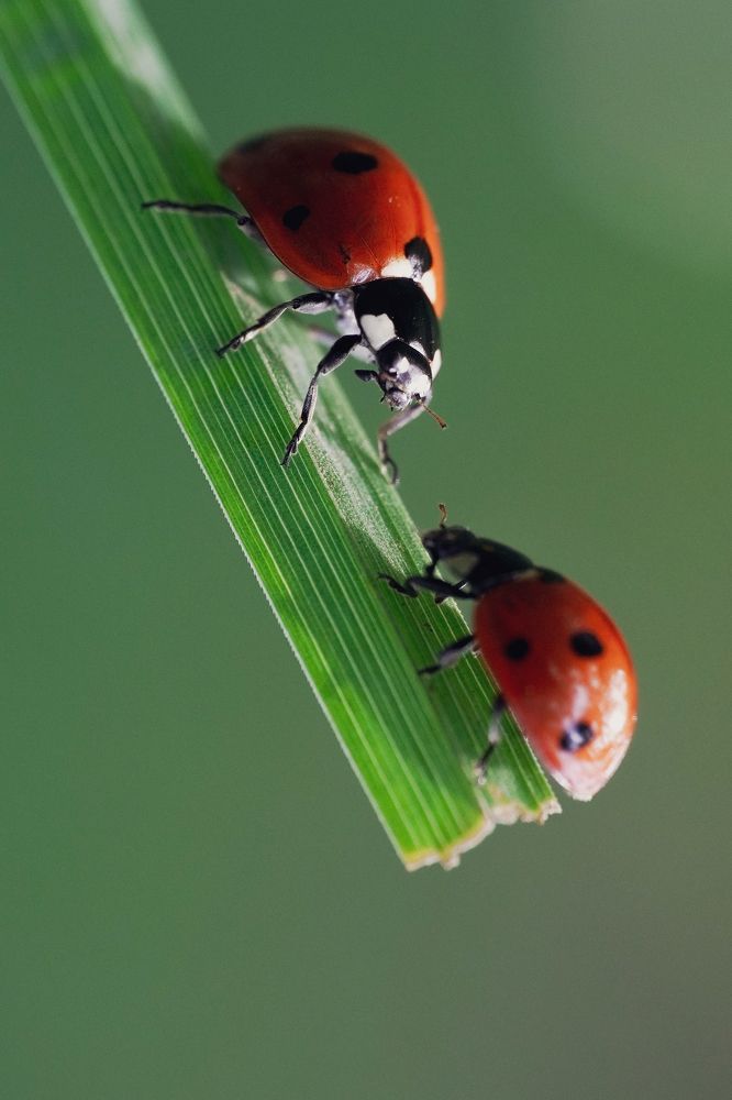 Photograph by Ольга Ларизадех