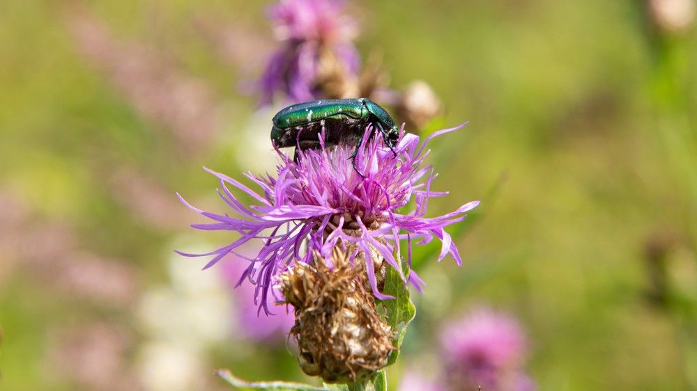 Бронзовка серебристая