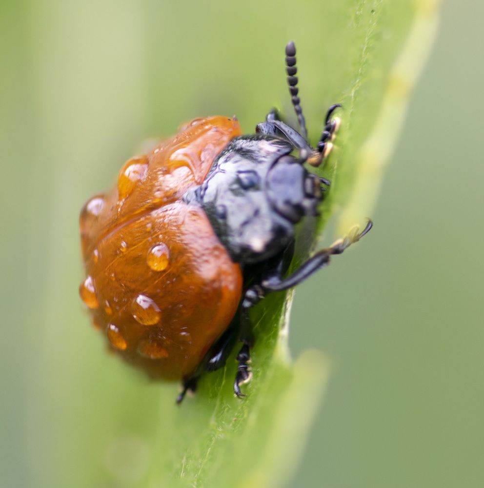 Photograph by Эльвира Быкова